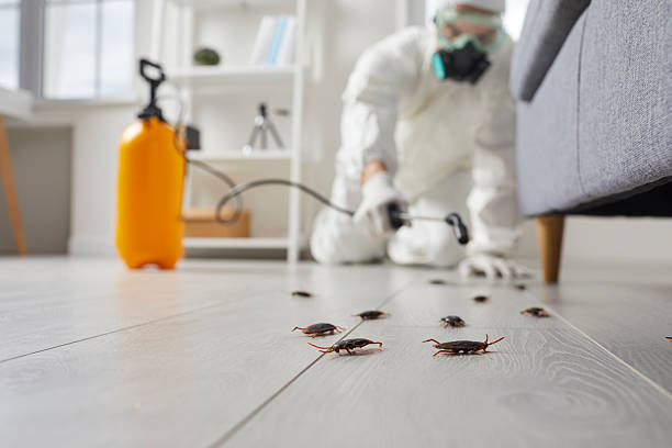 Post-Treatment Bed Bug Interceptor Monitoring in Rosemount
